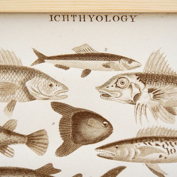 Ichthyology Siebdruck